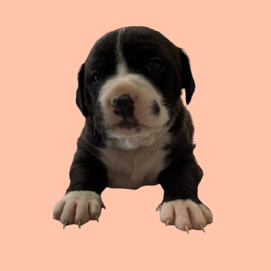 Tusc Stray 83328 2 3 4 5 6 7