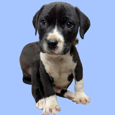 Tusc Stray 83269 2 3