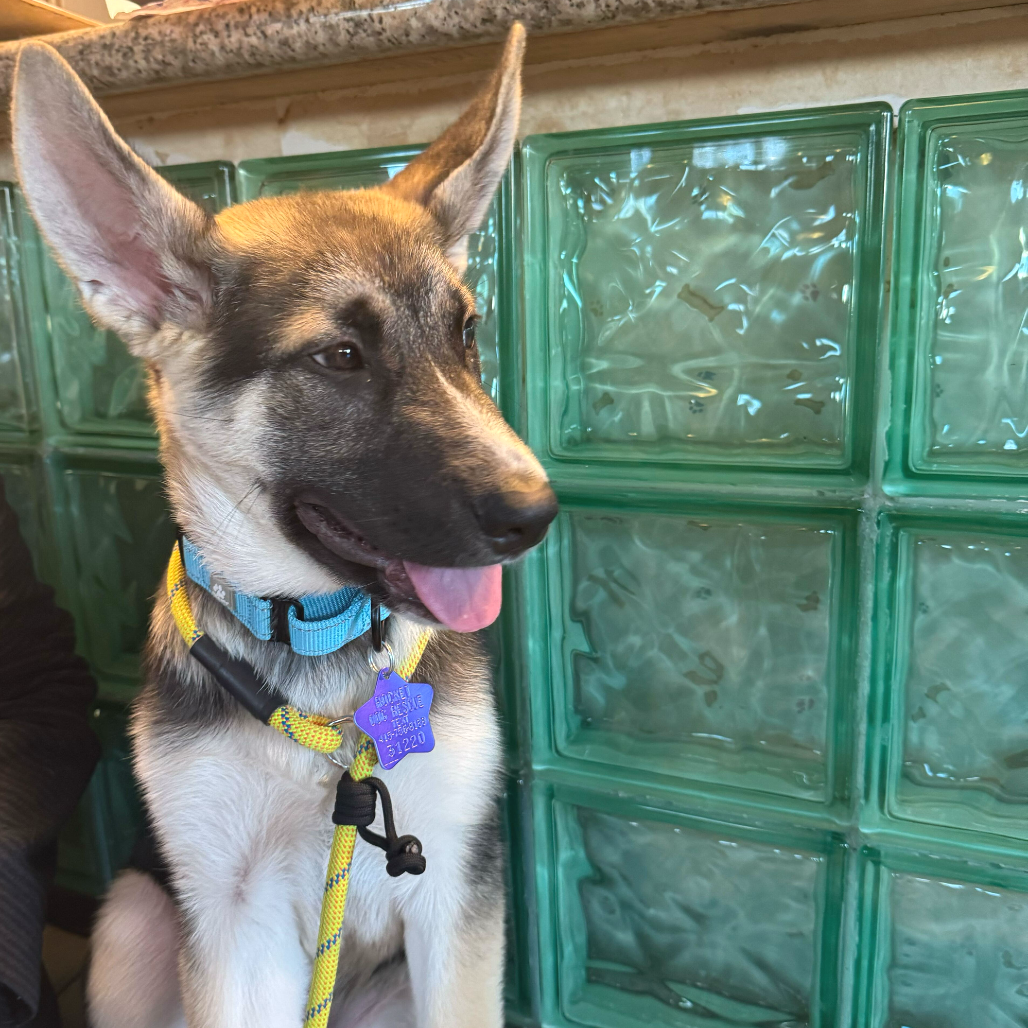 Bruno — thumbnail 3