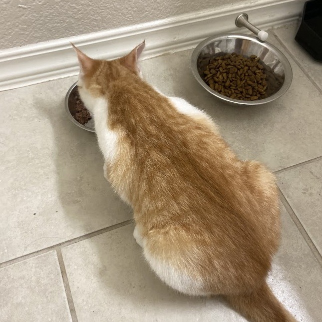 Bonnie — thumbnail 11