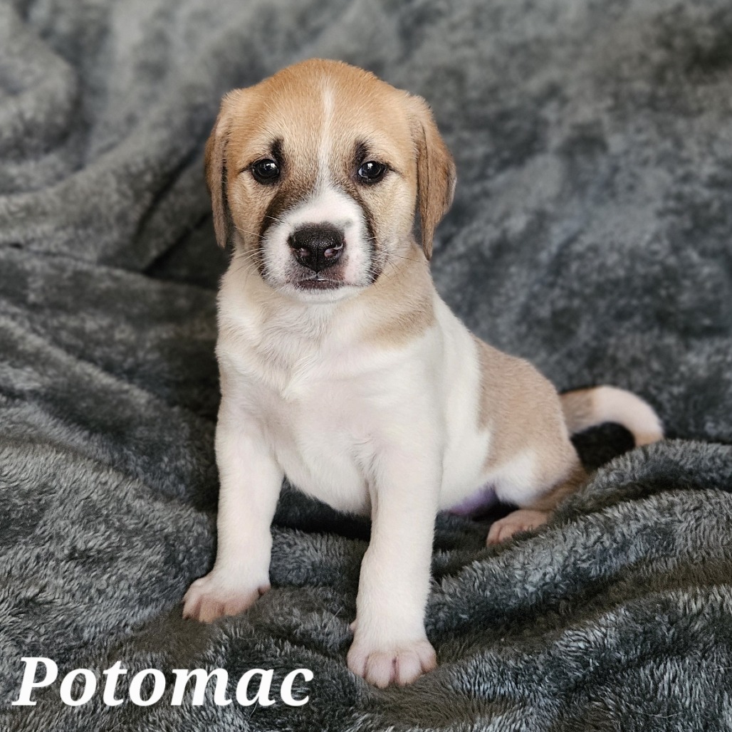 Tommy — thumbnail 3