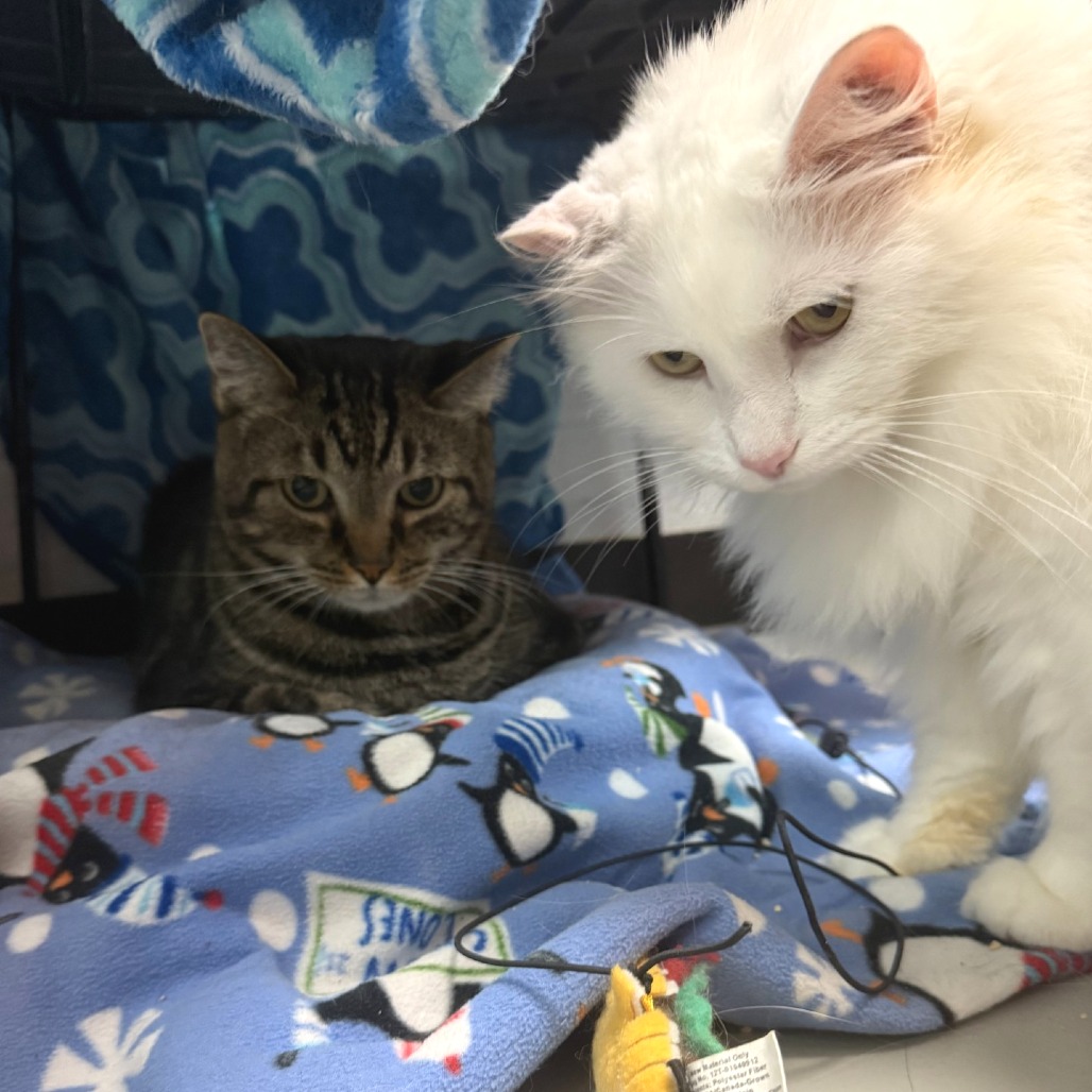 Photo of Toby (and Casper!) 8