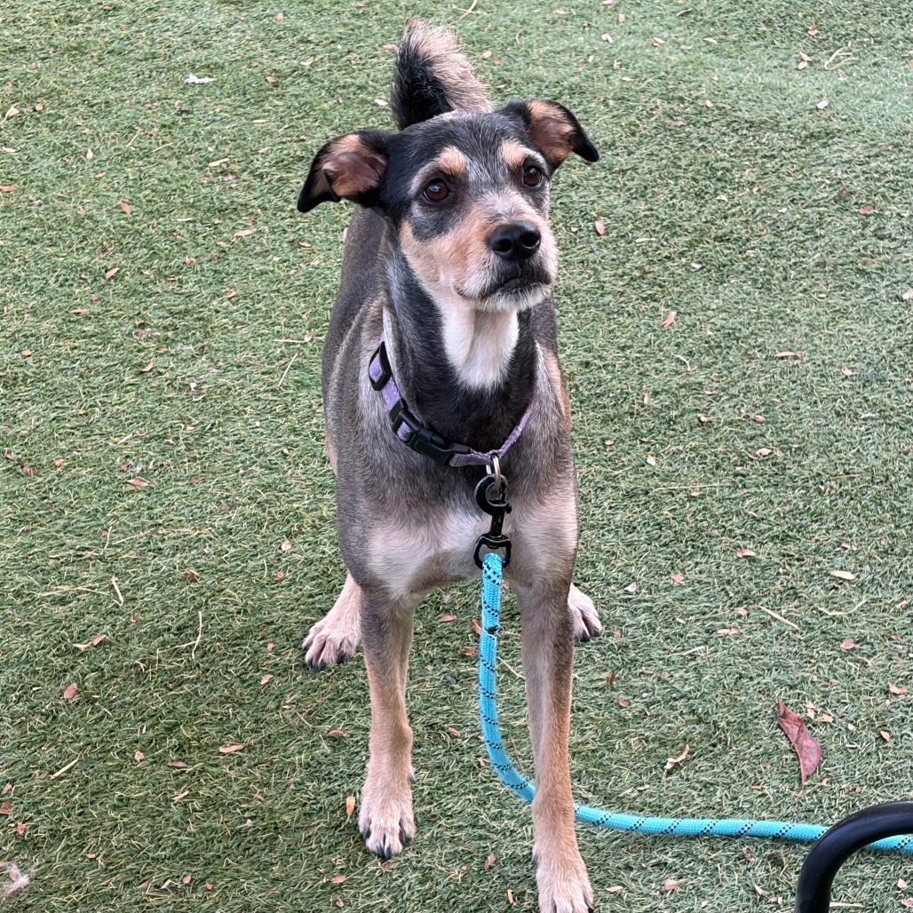 MOLLY - Terrier, Airedale / Mixed Breed (Medium) available for adoption