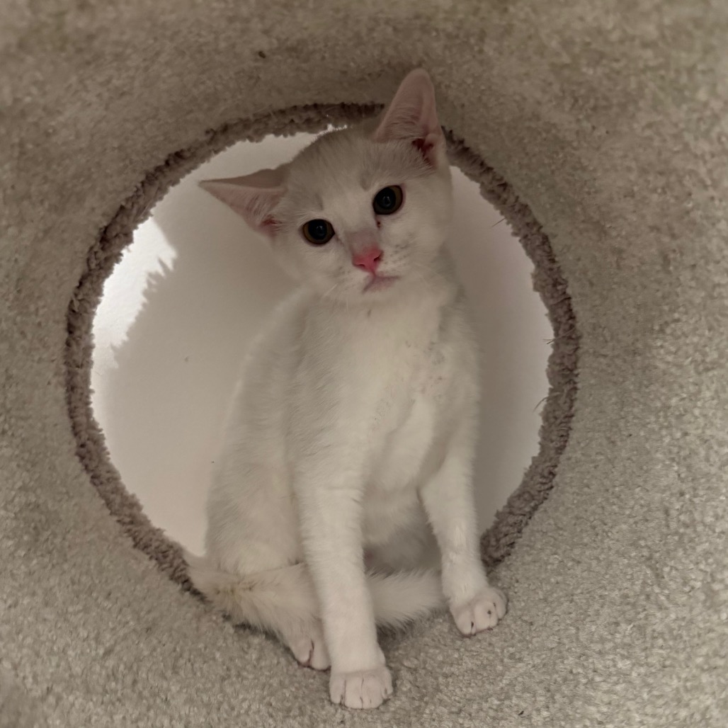 Dover the Cat