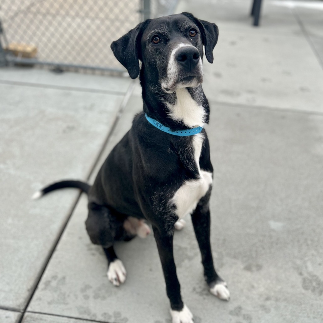 DRAKO - Great Dane / Mixed Breed (Large) available for adoption