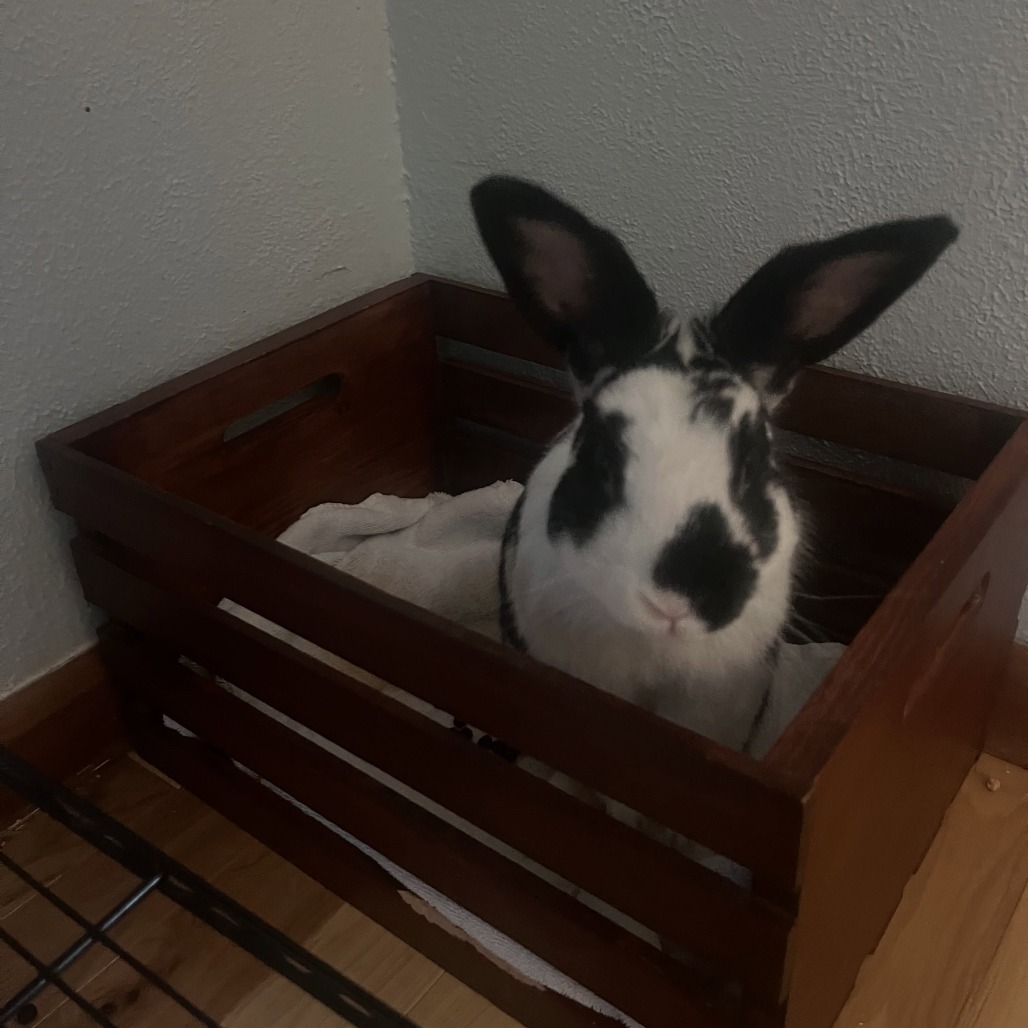 OREO - Other / Rex available for adoption