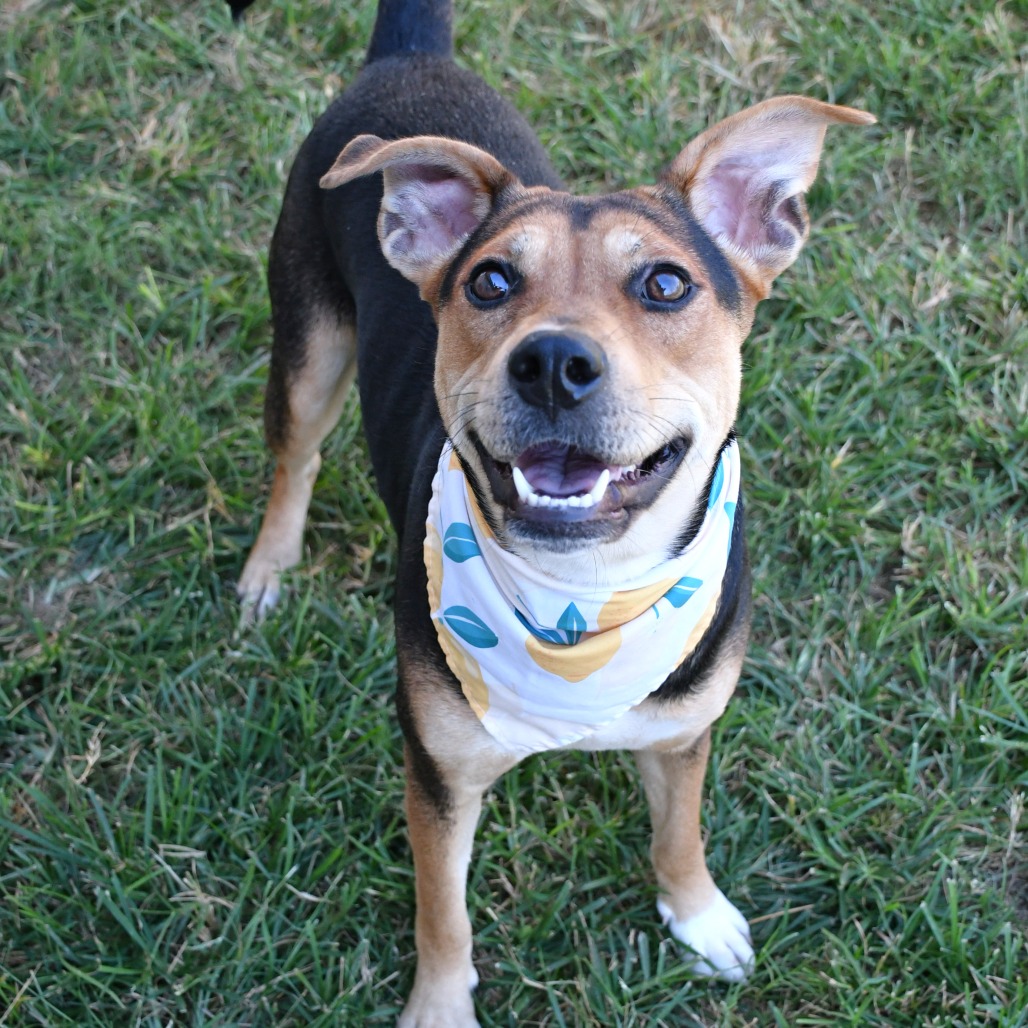 CLAIRE - Shepherd available for adoption
