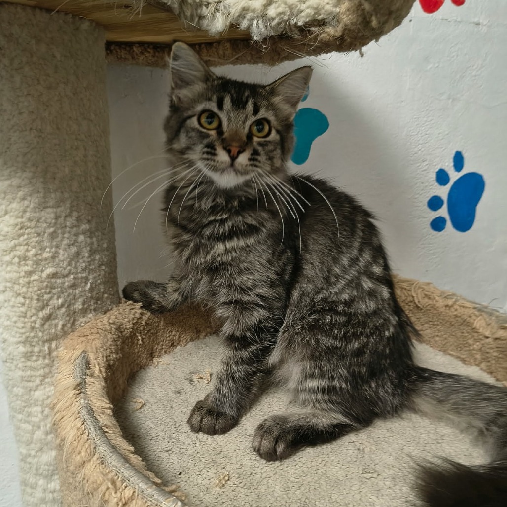 DAPHNE - Domestic Longhair available for adoption