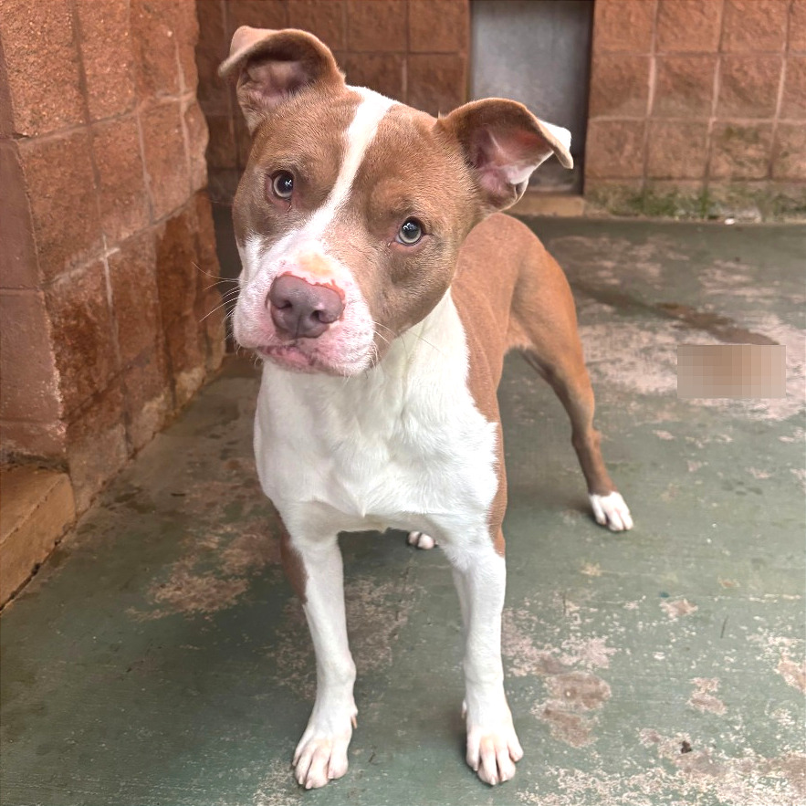 Bart — thumbnail 2