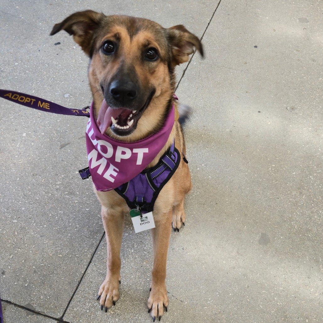 NINI - Shepherd, German / Unknown for adoption in San Antonio