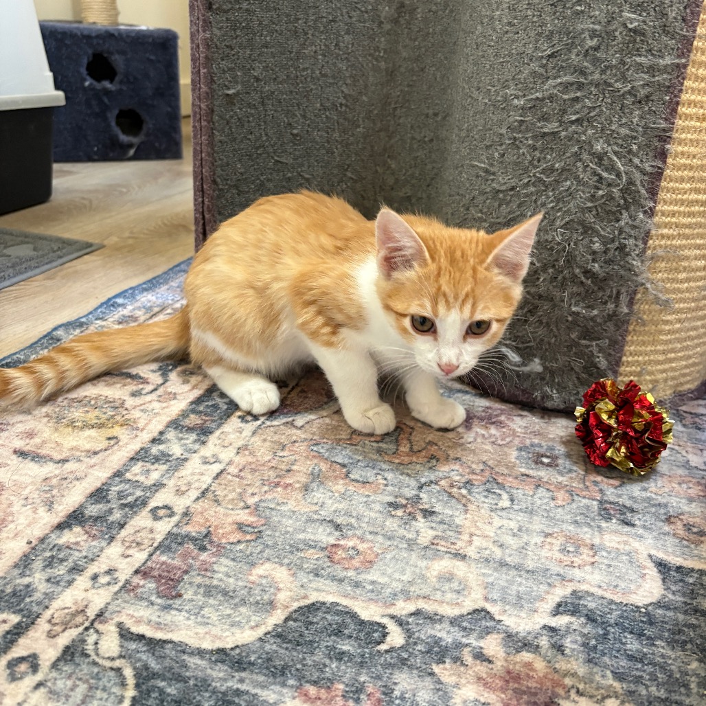 APPLEJACK - Domestic Shorthair available for adoption