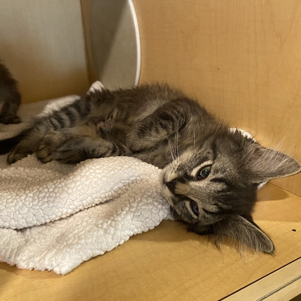 FALLON - Domestic Longhair available for adoption