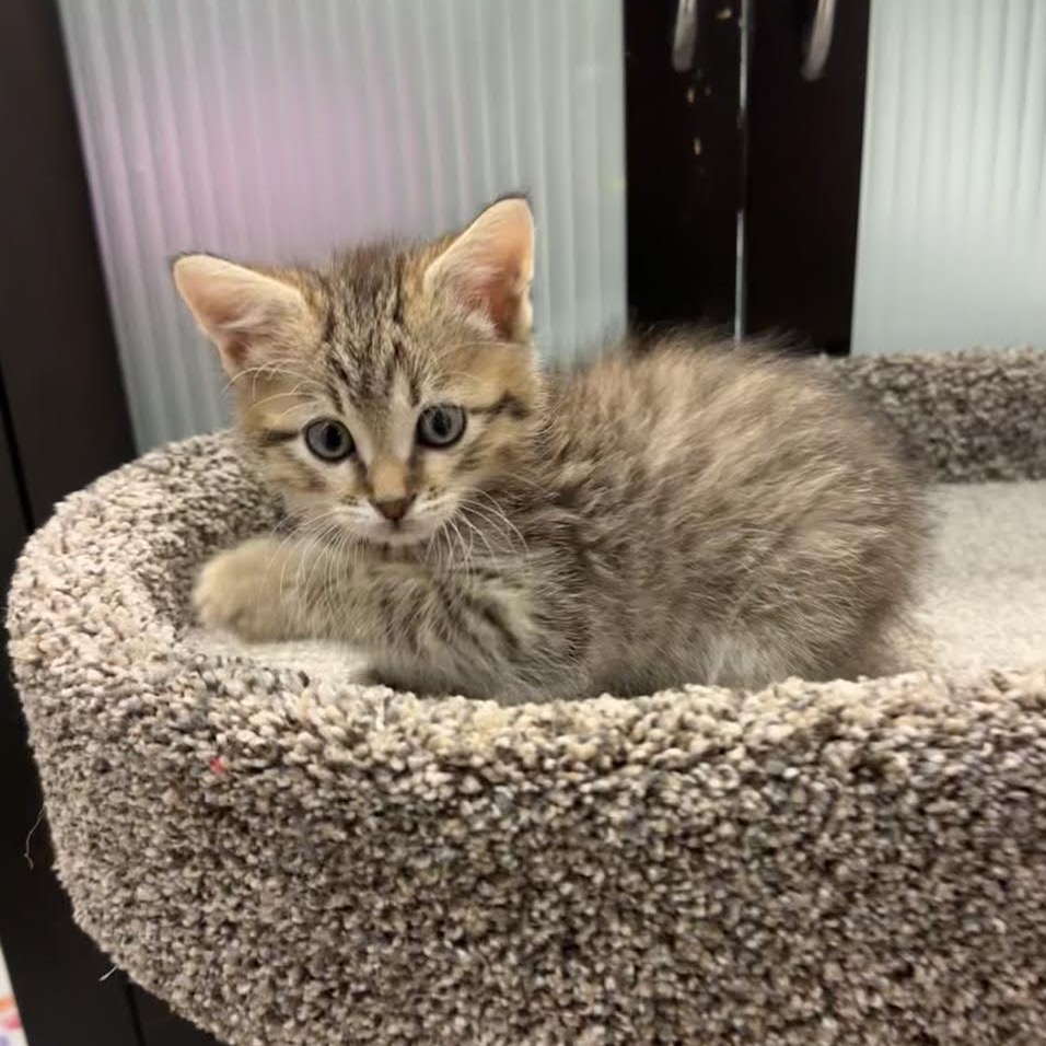 ROSS - Domestic Shorthair for adoption in Madison