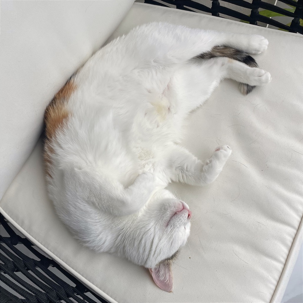 Image of Poppy looking at the camera