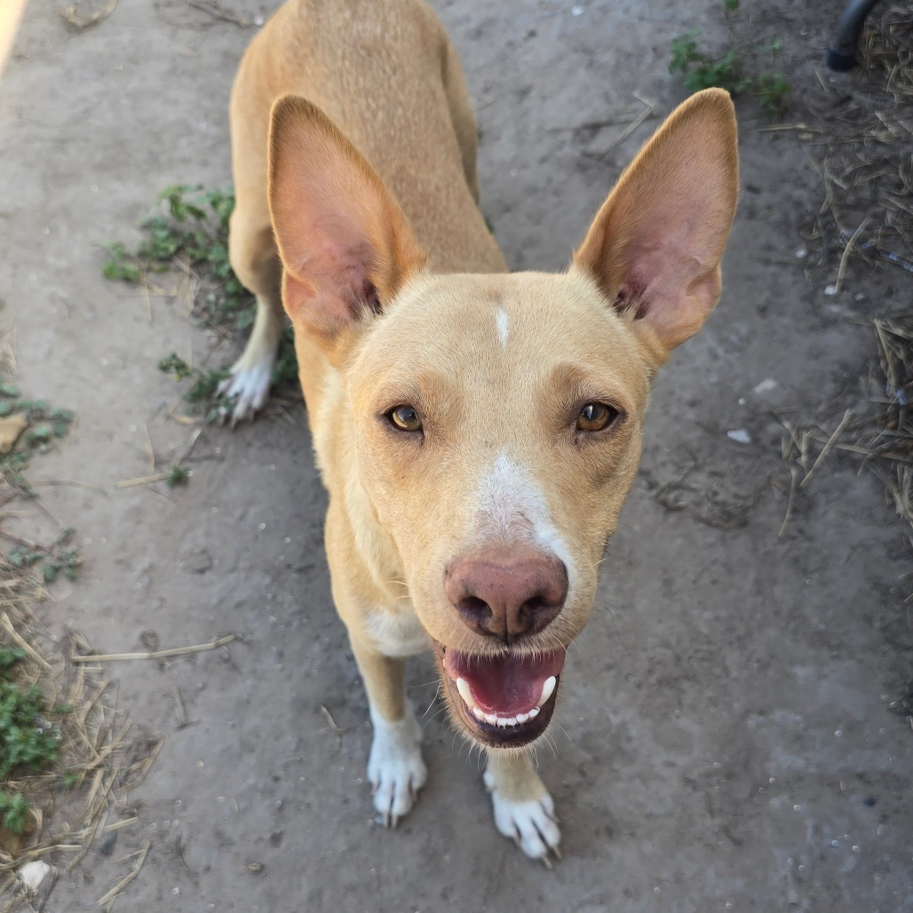 CANELA - Shepherd / Mix available for adoption