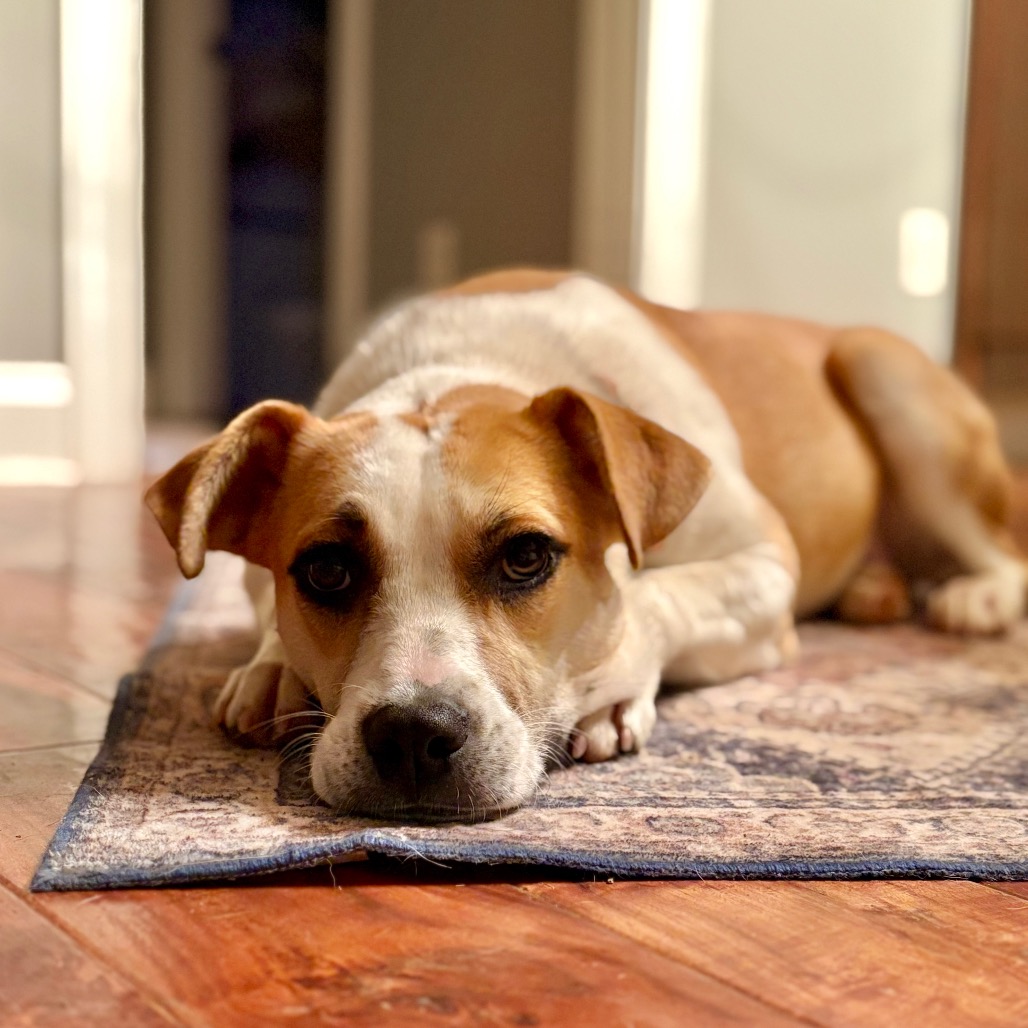 Molly — thumbnail 4