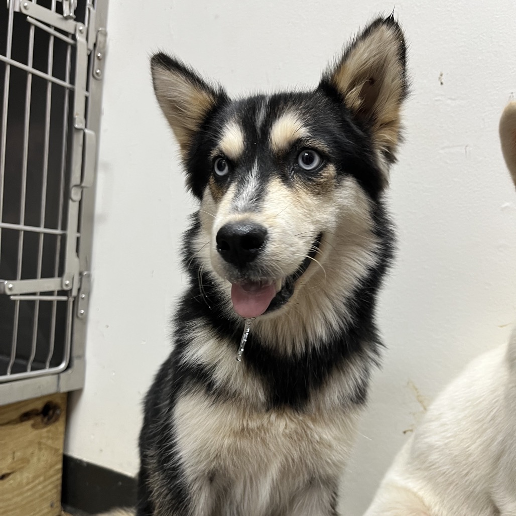 Siberian Husky