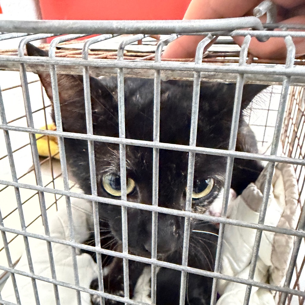 CLARA - Domestic Shorthair available for adoption
