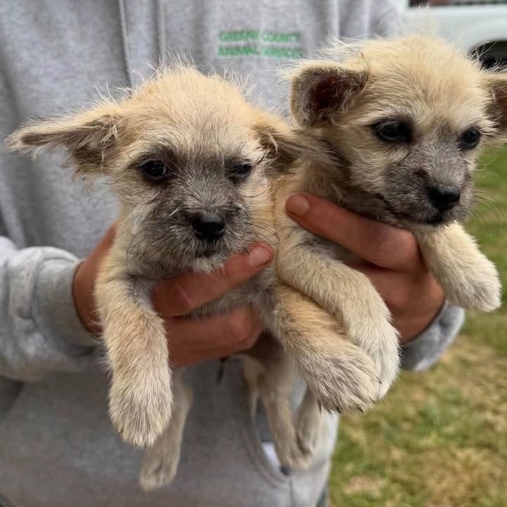 BLOSSOM - Chihuahua / Terrier, Wirehaired available for adoption