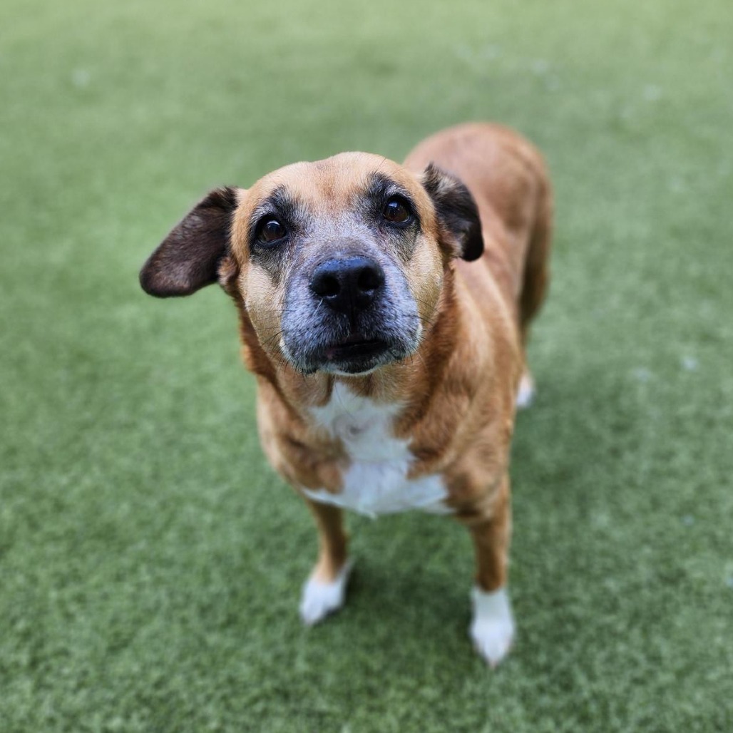 Milly is available for adoption at Guilford County Animal Services