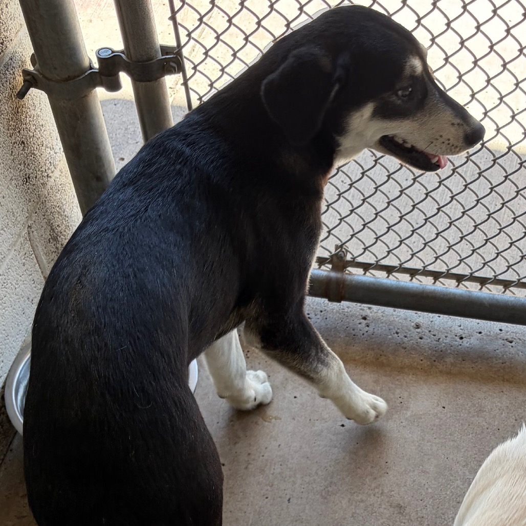SHERISE - Shepherd / Mixed Breed (Medium) available for adoption