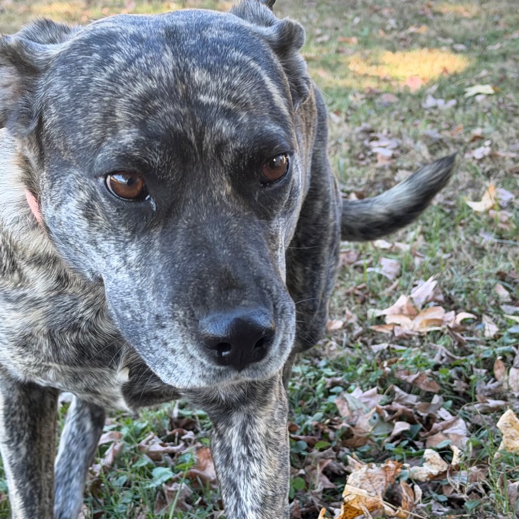 Daisy Duke (Formerly Phoebe), photo 16