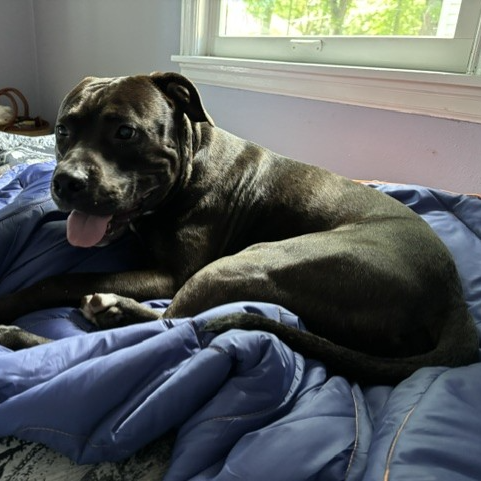 Creed--In Foster***ADOPTION PENDING***, photo 13