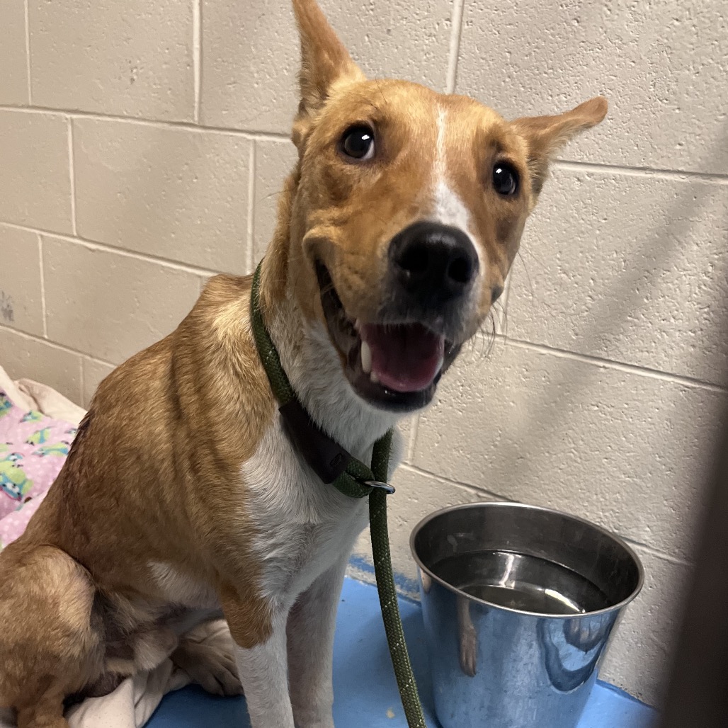 Lucky — thumbnail 2