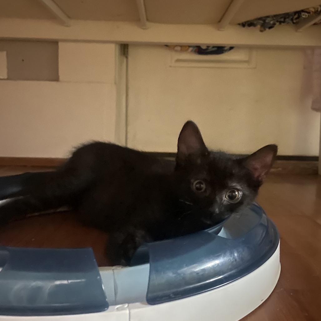 MAX - Domestic Shorthair available for adoption