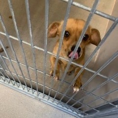 Kennel#6's preview photo