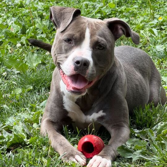 ARABELLA - Terrier / American Pit Bull for adoption in Dayton
