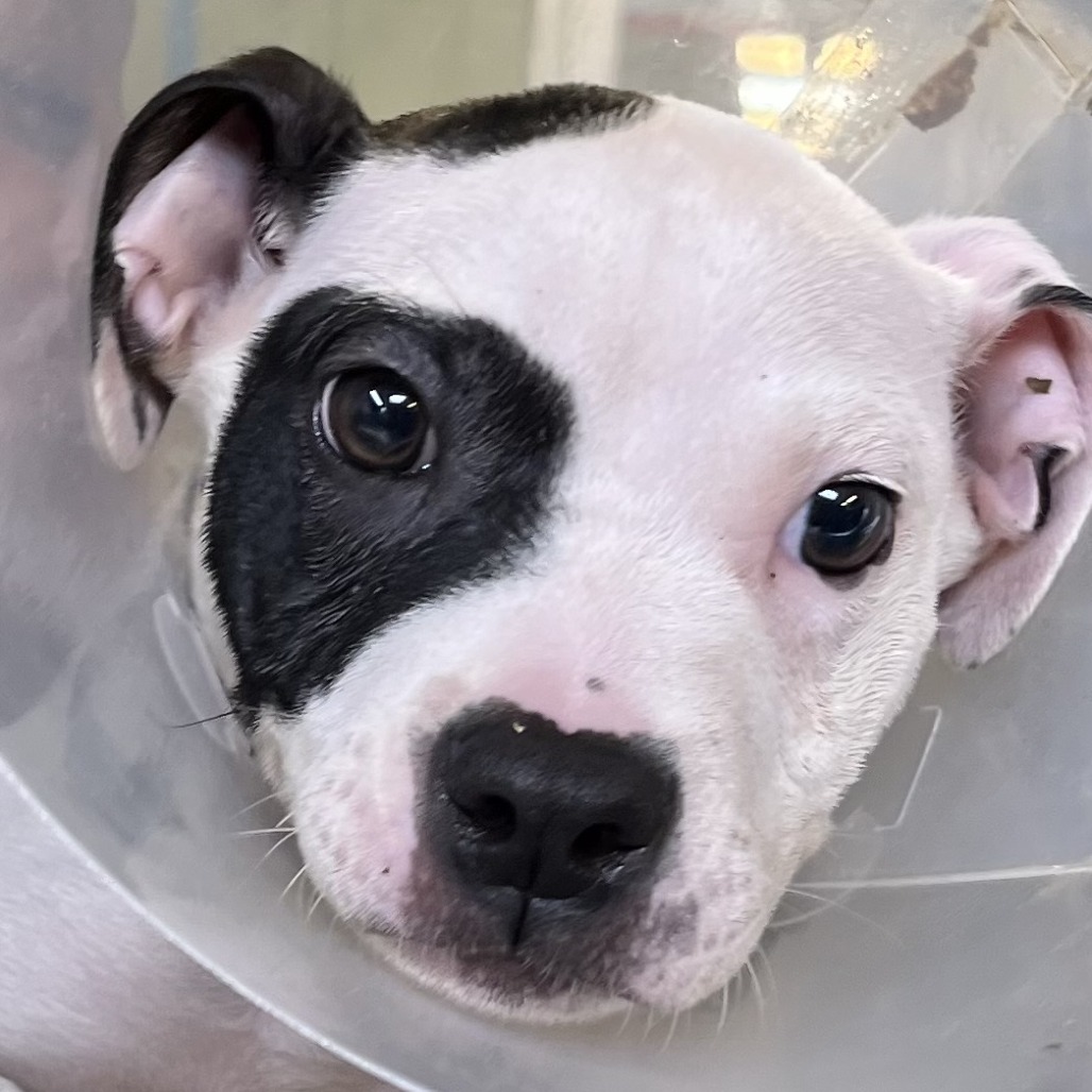 DOLLA - Terrier / American Pit Bull available for adoption