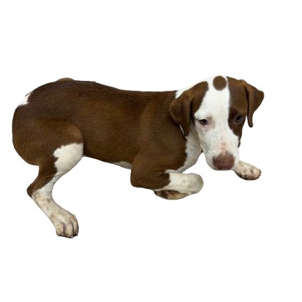 Tusc Stray 81547 2