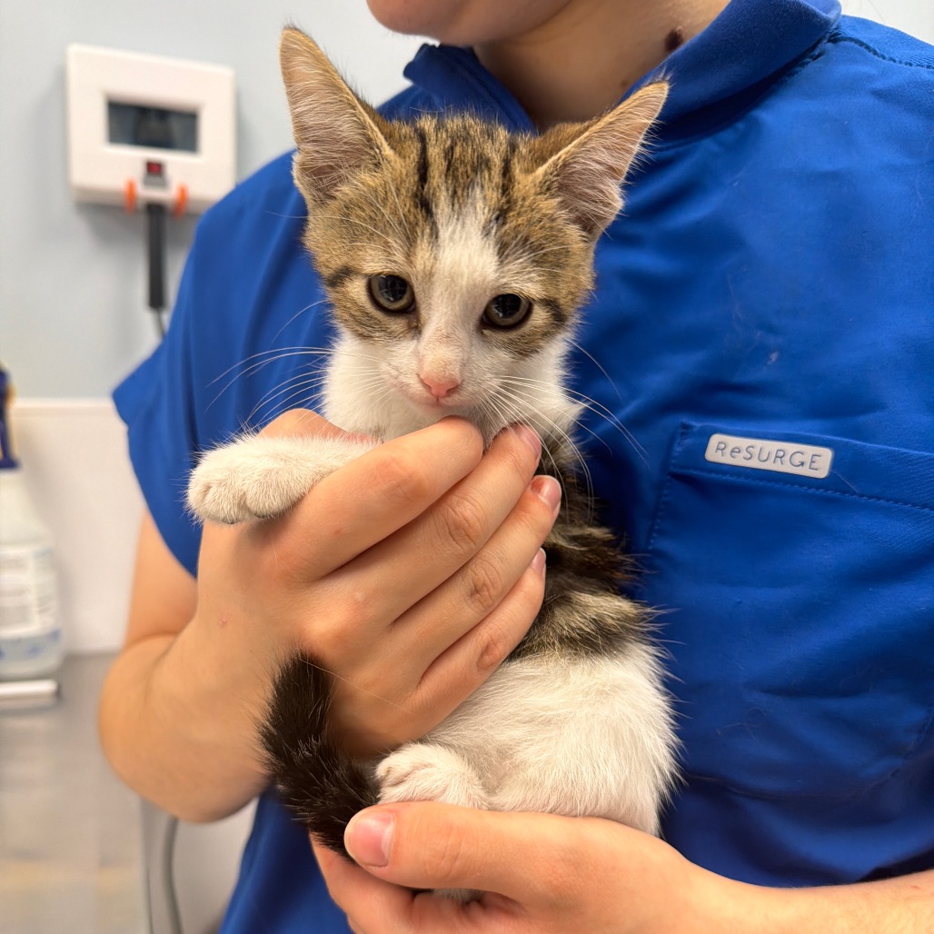 LIL STEFAN - Domestic Shorthair available for adoption