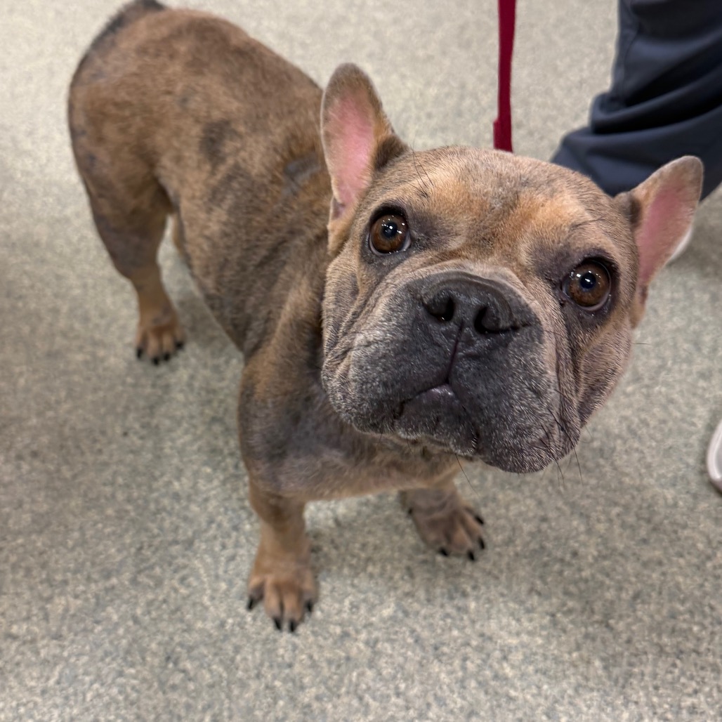DANIELLE DEVITO - Mixed Breed (Small) available for adoption