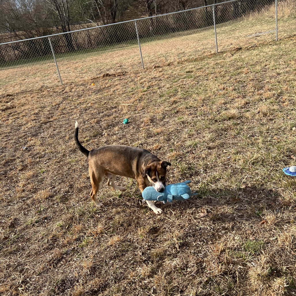 Rhett, photo 2