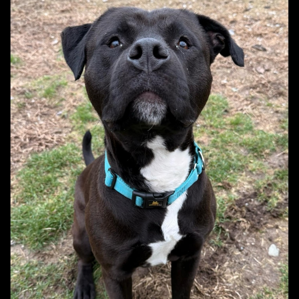 Boogie — thumbnail 5