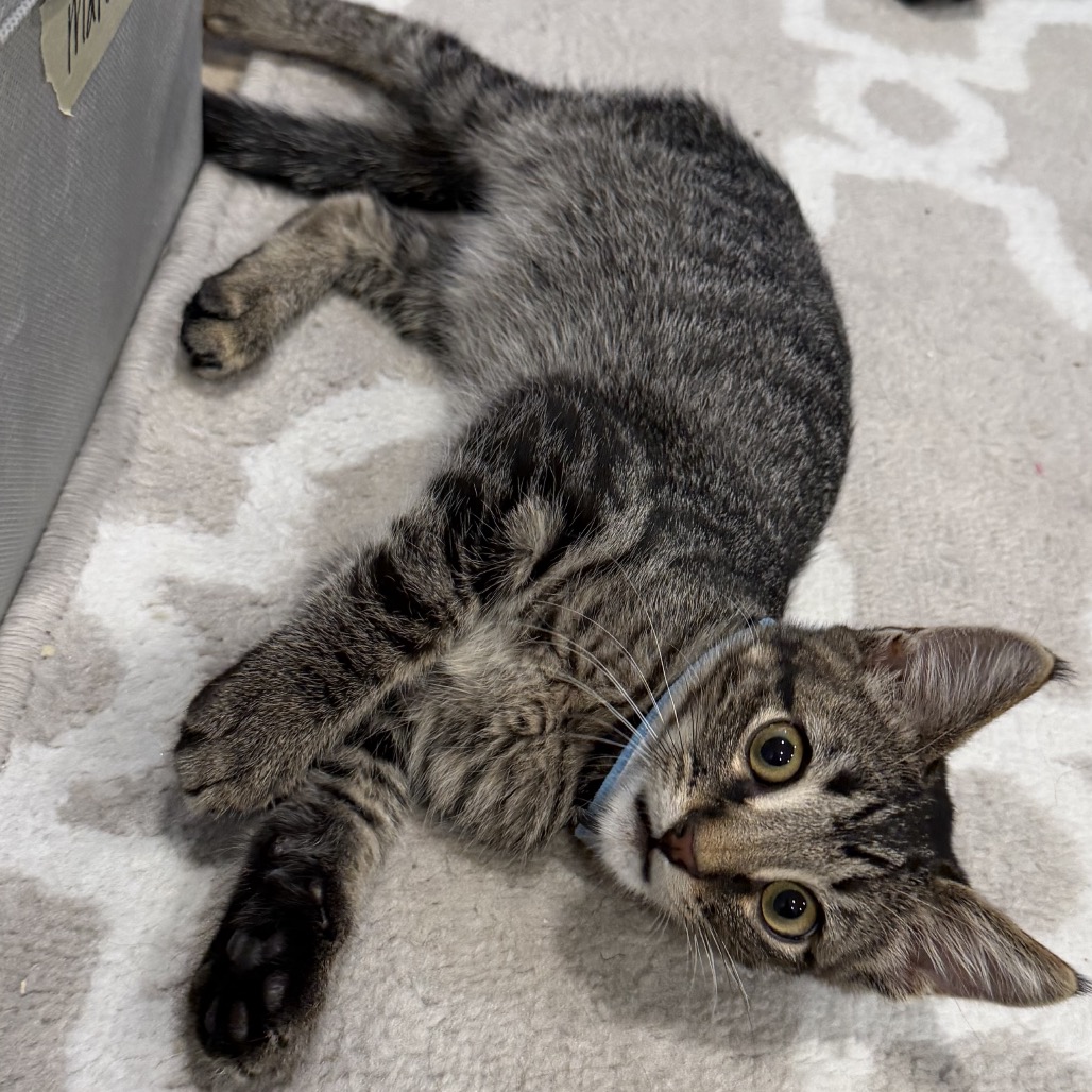 BRUNO - Domestic Shorthair available for adoption