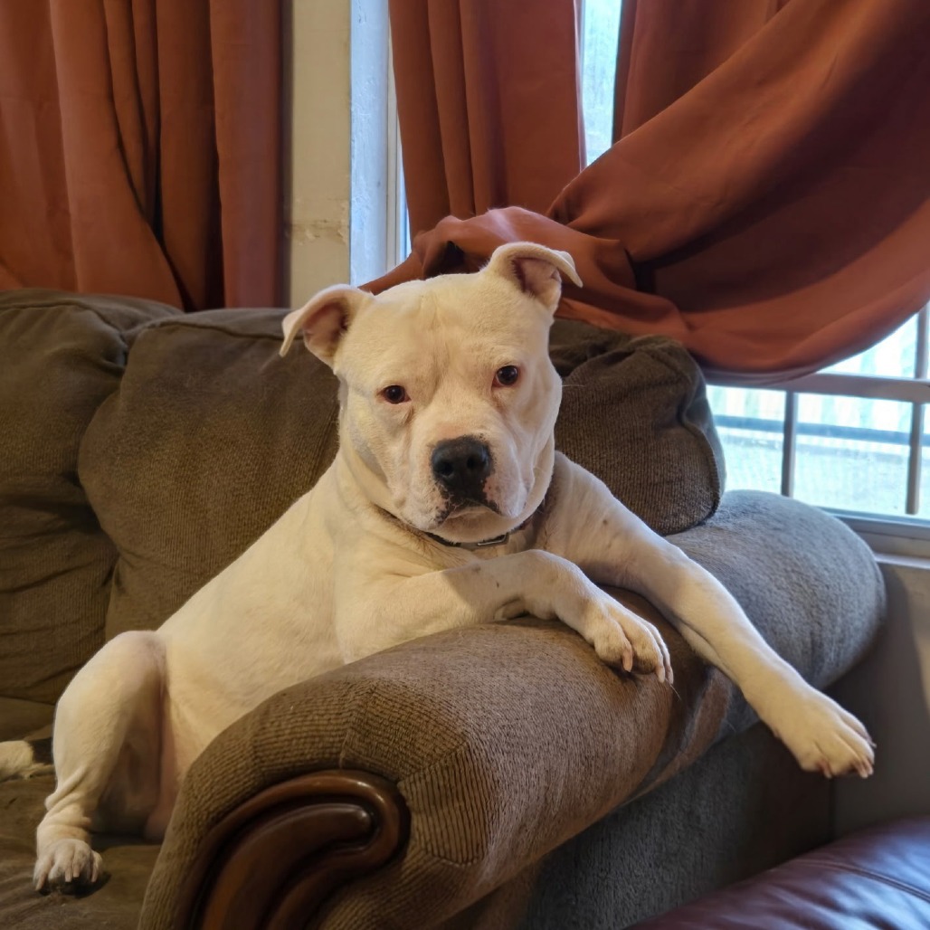 GIMLI - Terrier / American Pit Bull available for adoption