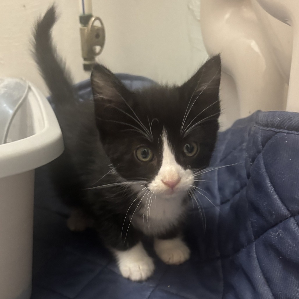 Tuxie C12630