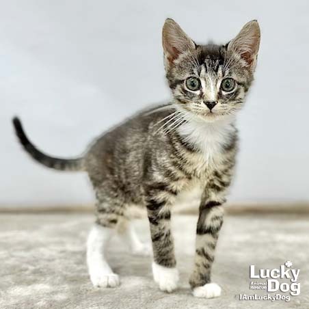 LIVIA - Domestic Shorthair available for adoption