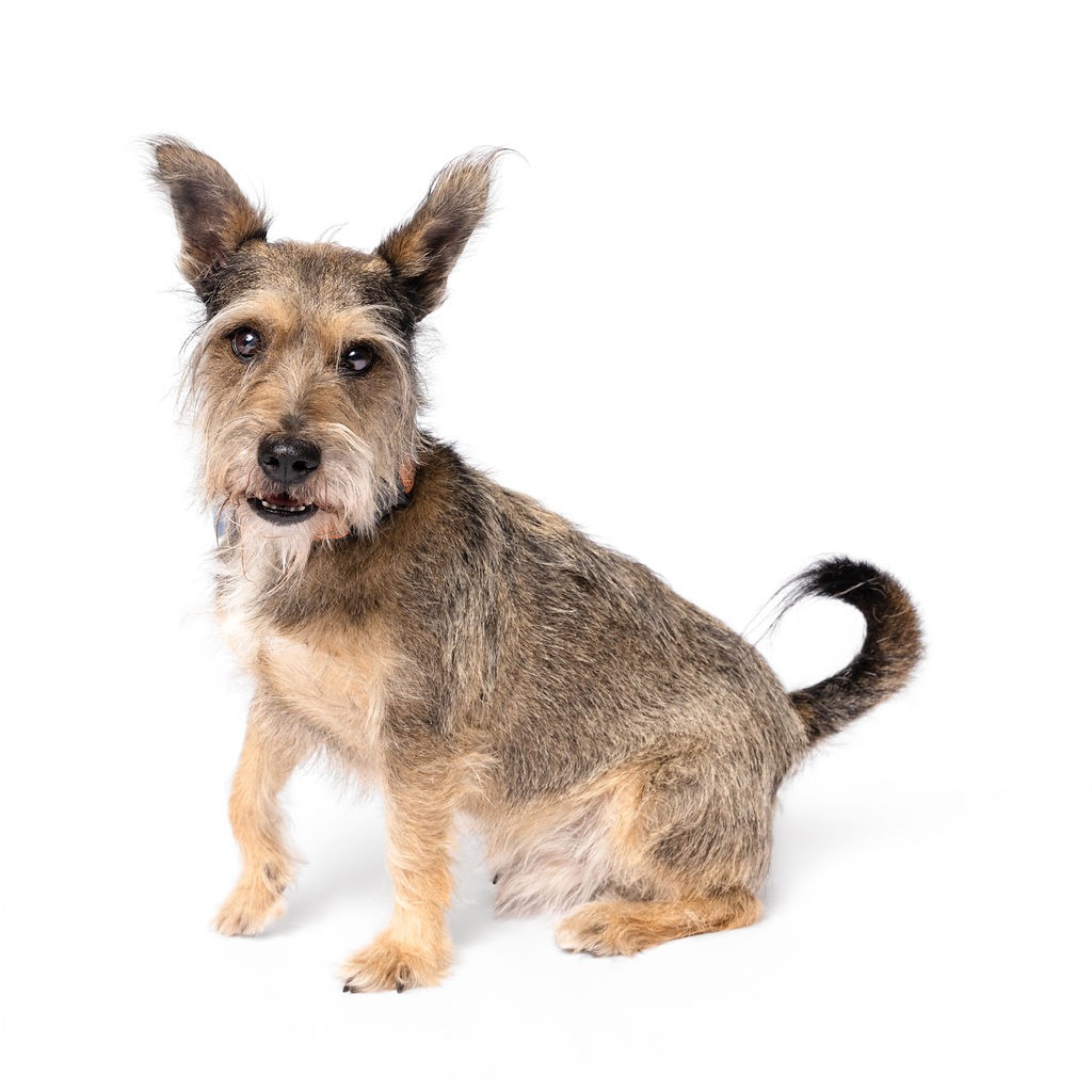 RINGO - Terrier / Schnauzer available for adoption