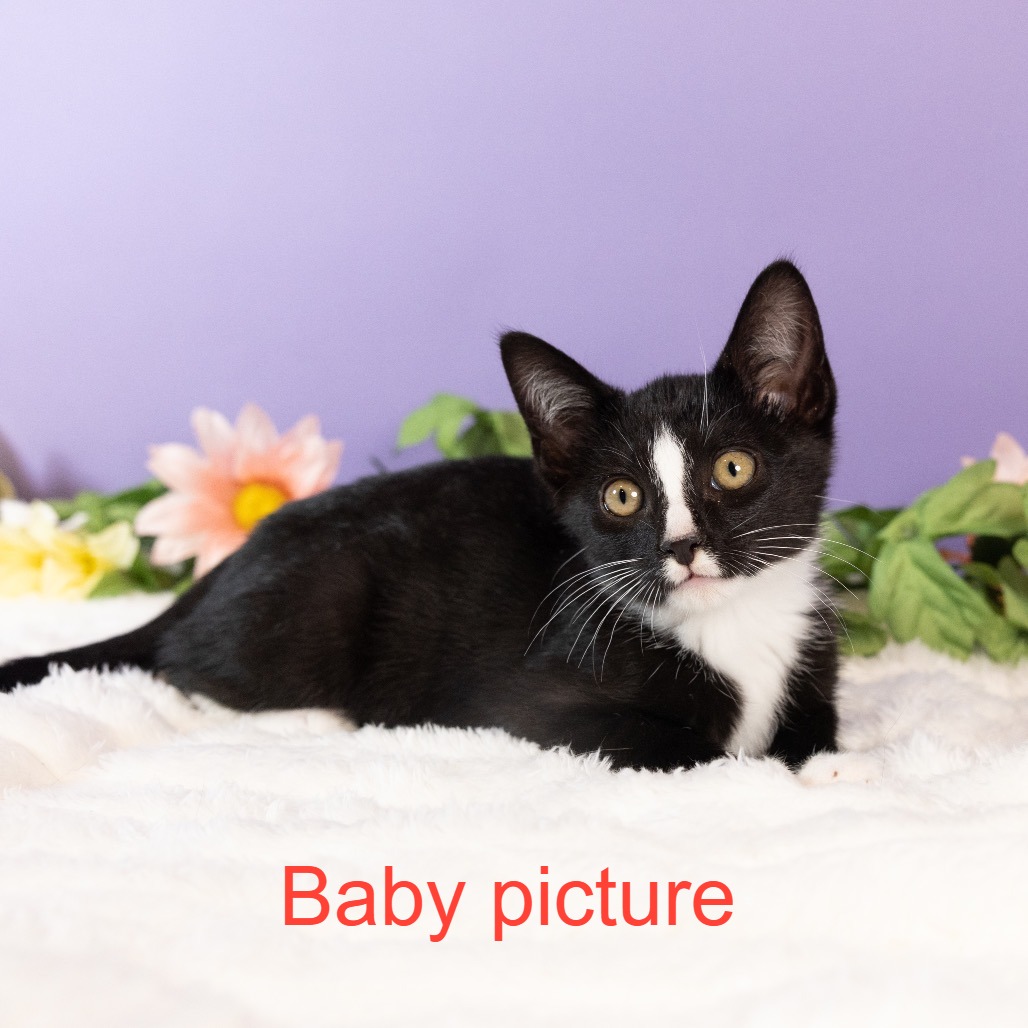 Vanilla Ice — thumbnail 3