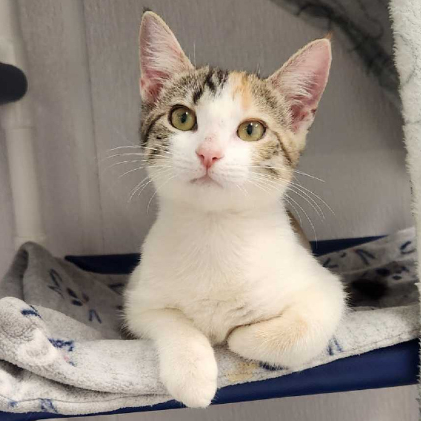 Kaia