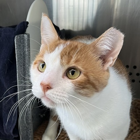 EMERALD - Domestic Shorthair available for adoption