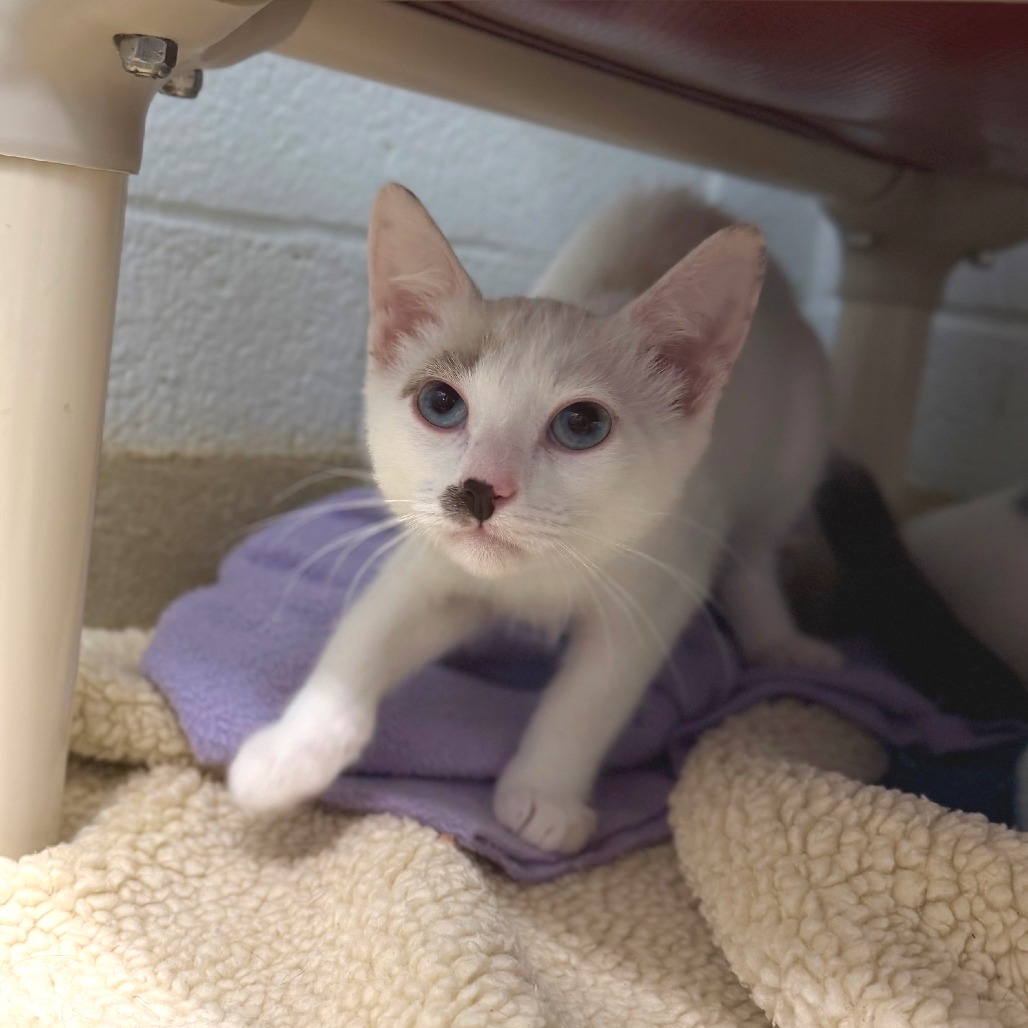 HARLEY - Domestic Shorthair available for adoption
