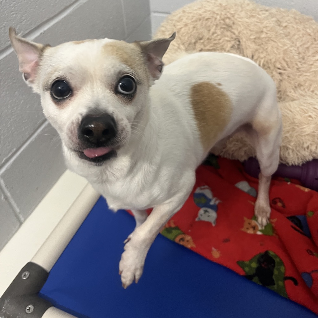 Bandit — thumbnail 9