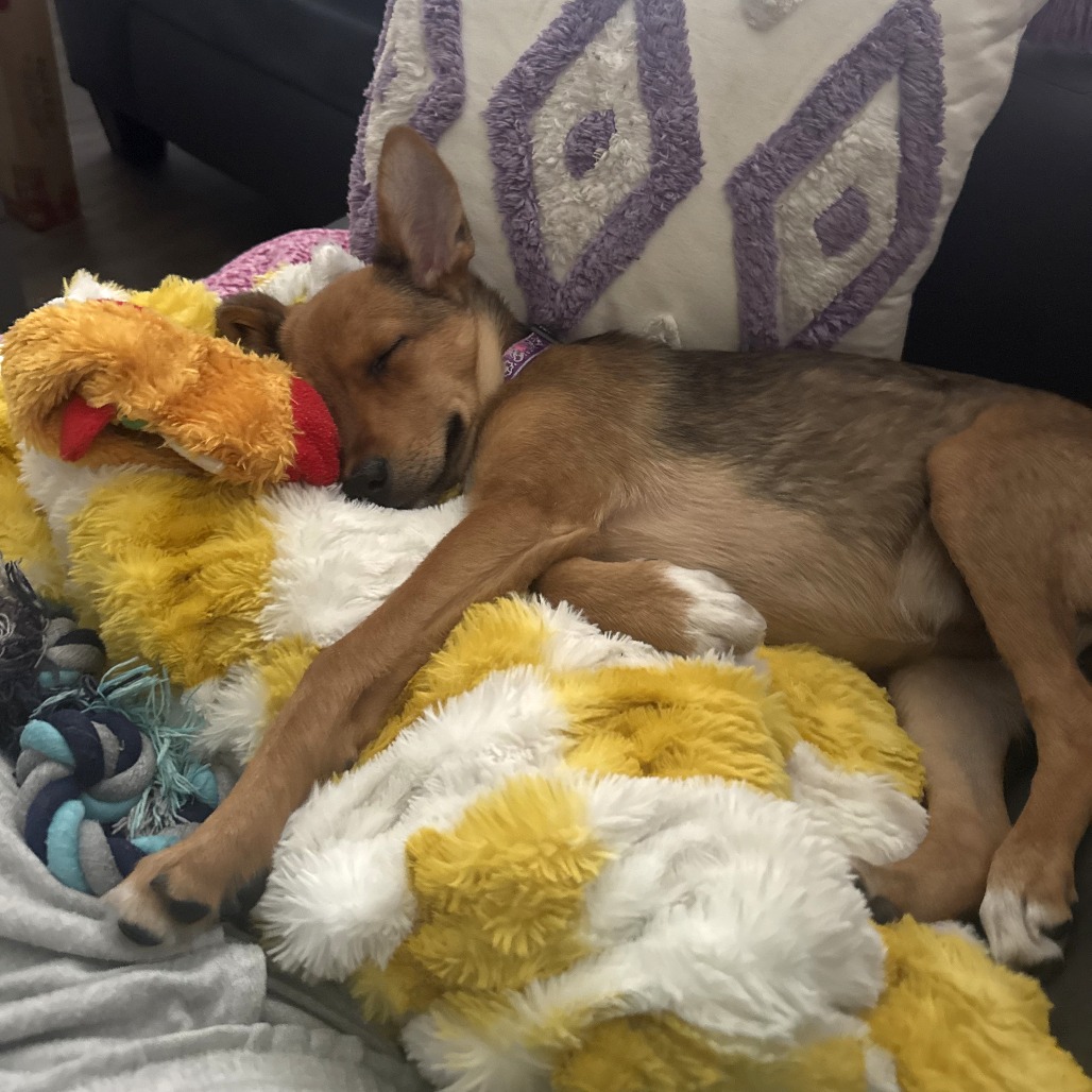 Chihuahua