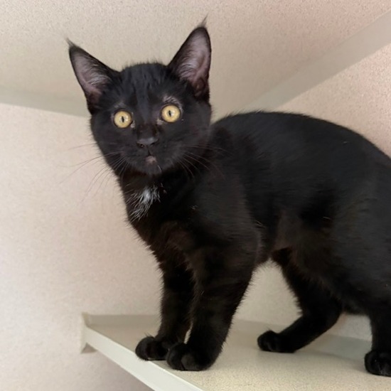 Opal (lilac collar) - Domestic Longhair