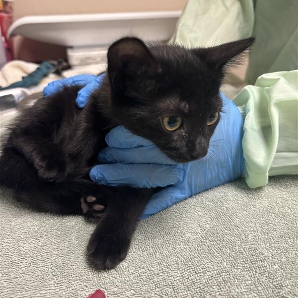 DRACULAURA - Domestic Shorthair available for adoption